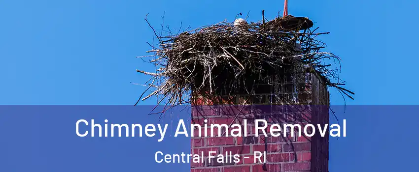 Chimney Animal Removal Central Falls - RI