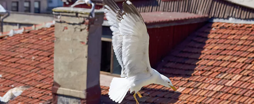 Residential Chimney Animal Removal Solution in Central Falls, RI